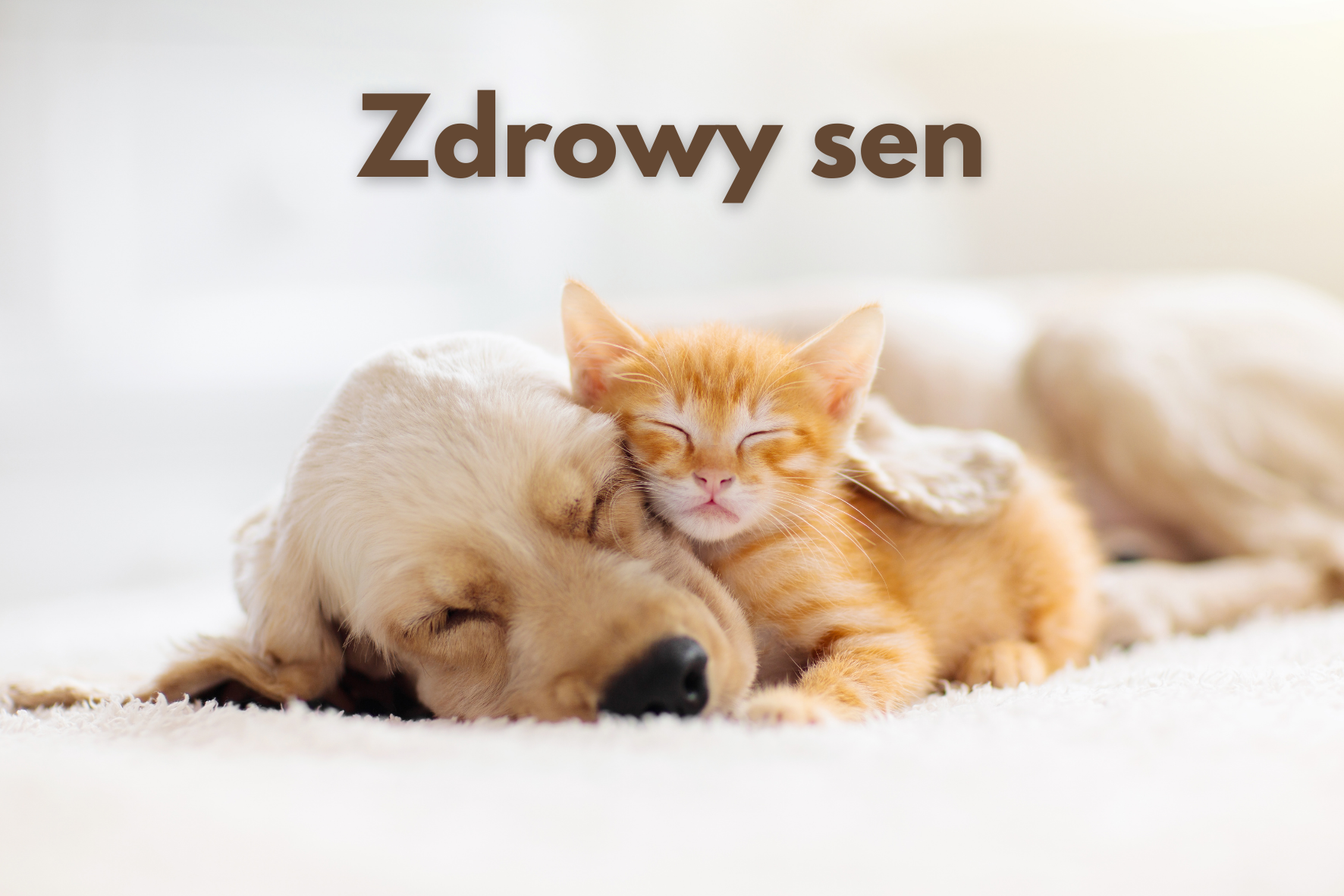 Read more about the article Jak zadbać o fundamenty? Zdrowy sen, odżywianie i aktywność fizyczna
